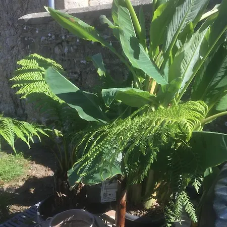 Alojamento de Acomodação e Pequeno-almoço Le Bourg 3*